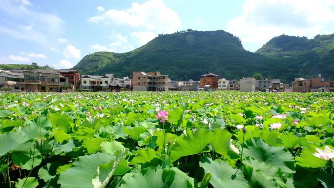 水尾马家寨荷花1080版18秒