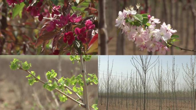 银杏、碧桃、樱花