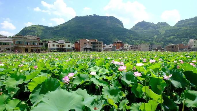 实拍马家寨荷花1080版19秒