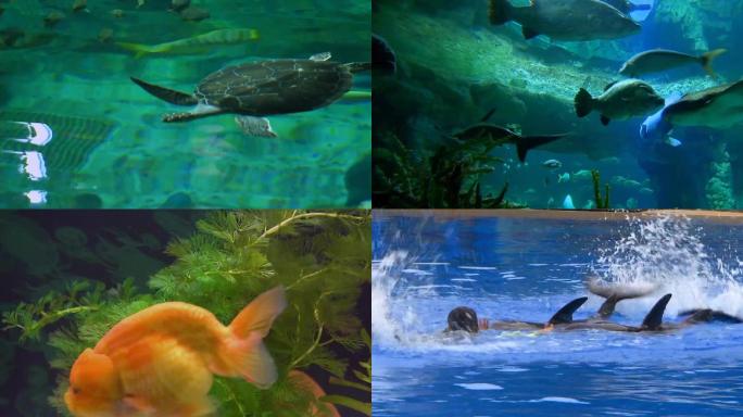 香港海洋公园+海底世界+金鱼馆+海豚表