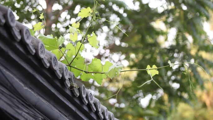 北京胡同屋檐葡萄树