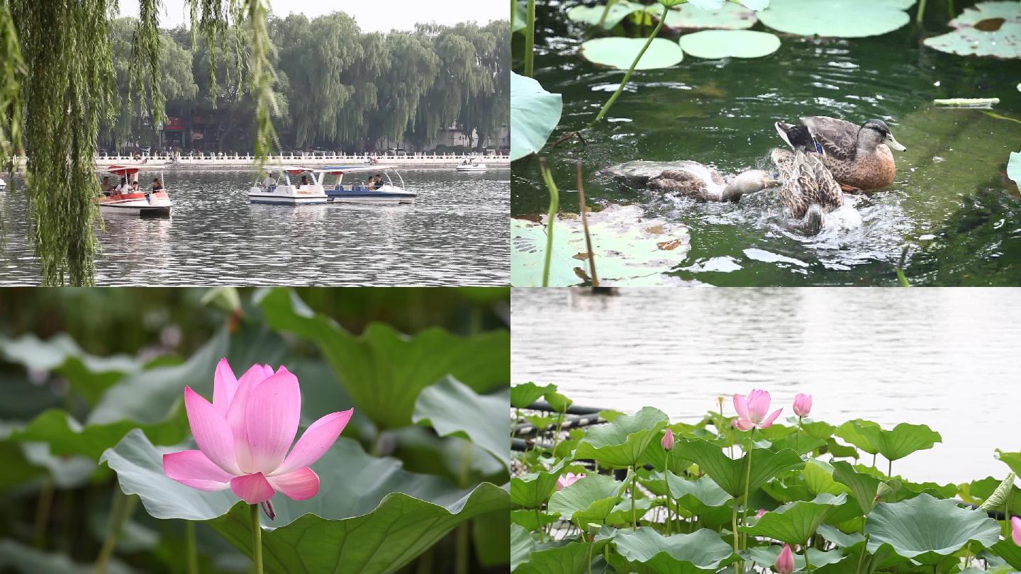 后海荷花市场什刹海划船游玩