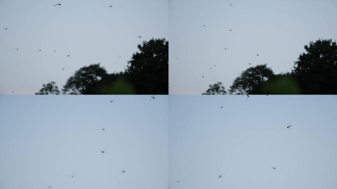 蜻蜓飞舞慢镜头HD
