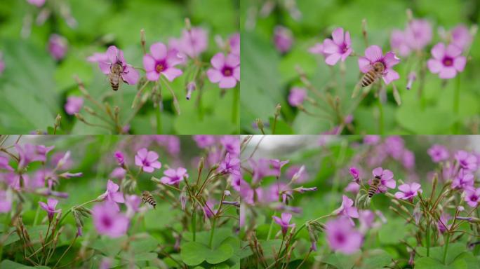 红花酢浆草蜜蜂采蜜特写慢动作HD