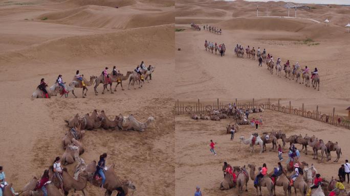 内蒙古沙漠骆驼沙漠摩托