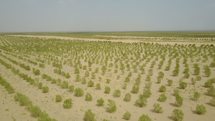 沙产业梭梭林