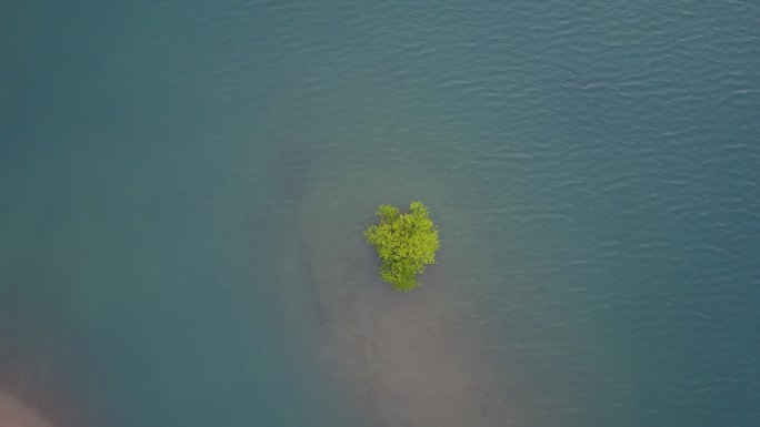 独家实拍安吉航拍一棵长在水里的树