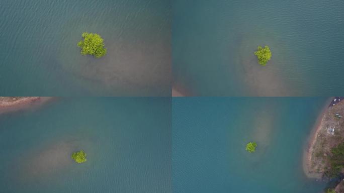 独家实拍安吉航拍一棵长在水里的树