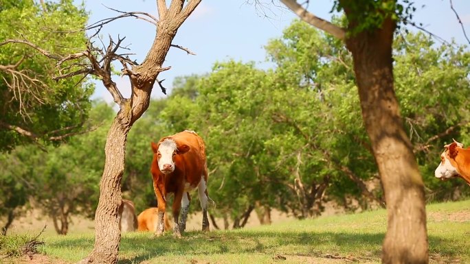 草原上的奶牛牧场上的奶牛高清视频