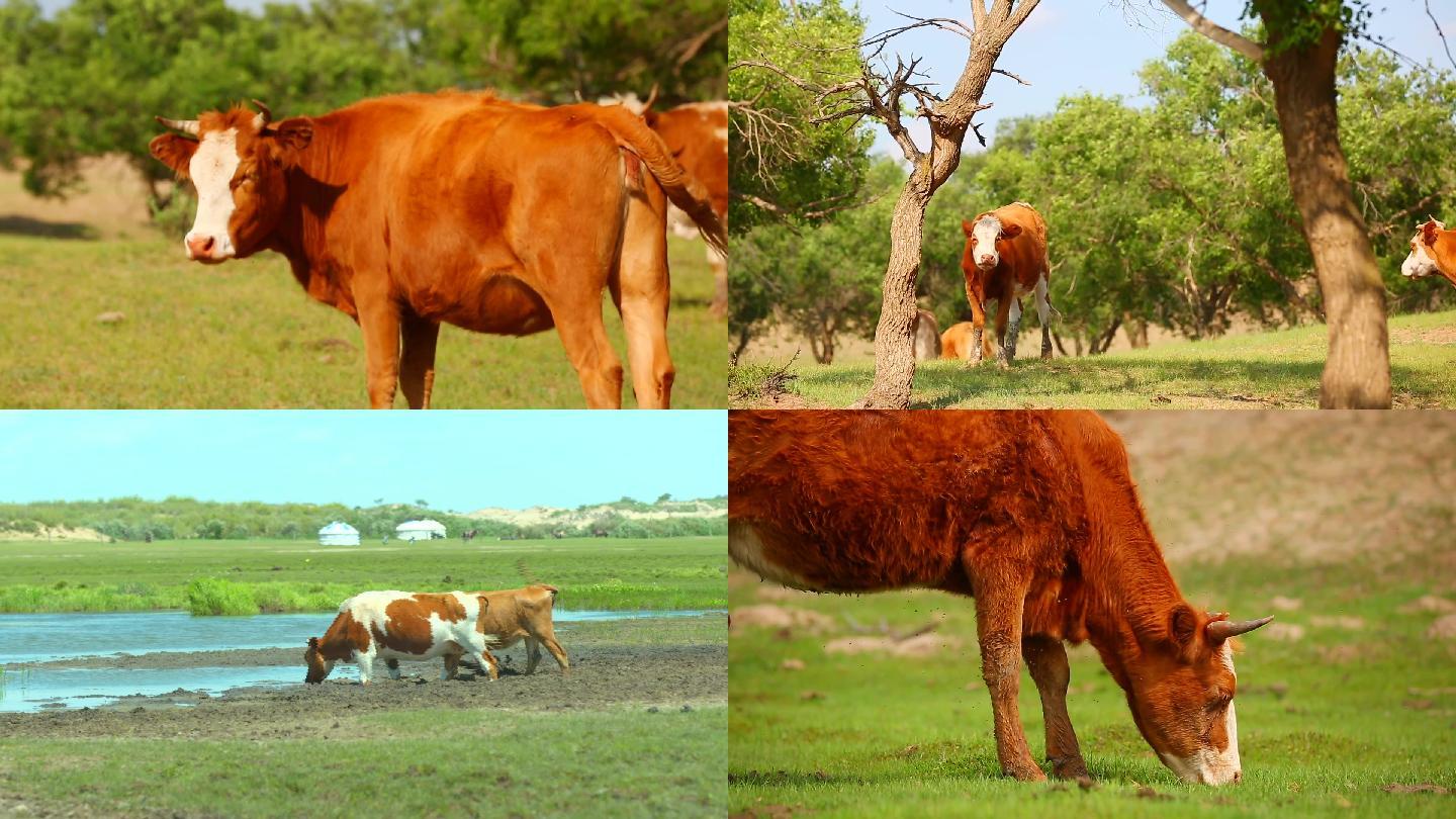 草原上的奶牛牧场上的奶牛高清视频