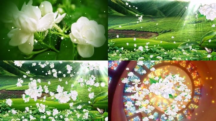 亲亲茉莉花 鲜花 花瓣 飘落 草原