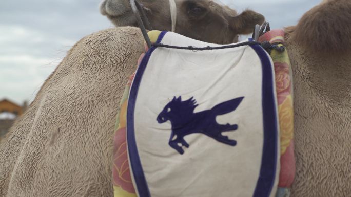 沙漠骆驼骆驼队近景蒙古标志