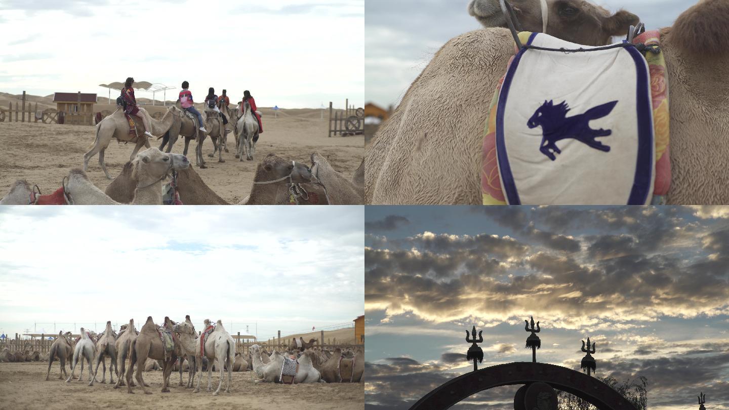 沙漠骆驼骆驼队近景蒙古标志