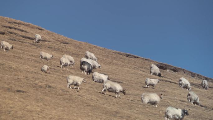 青藏高原的羊群