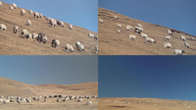 青藏高原的羊群