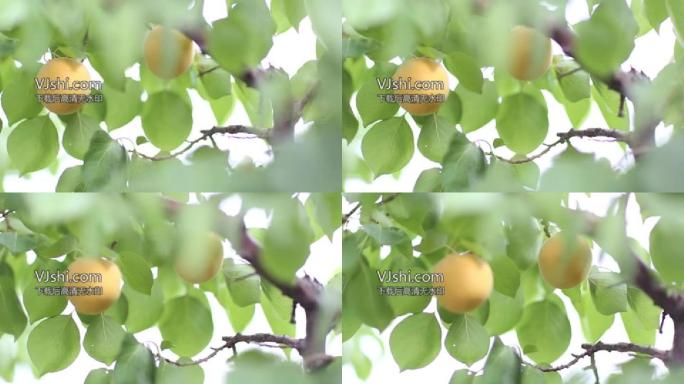 白水杏成熟大黄杏22个
