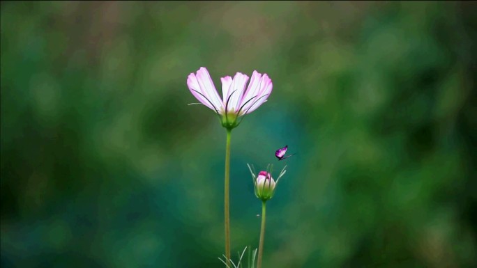 彩蝶围绕鲜花飞舞