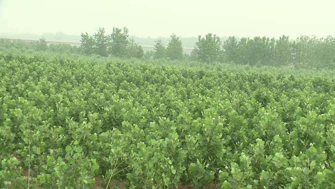 杨树林苗圃苗木实景高清拍摄