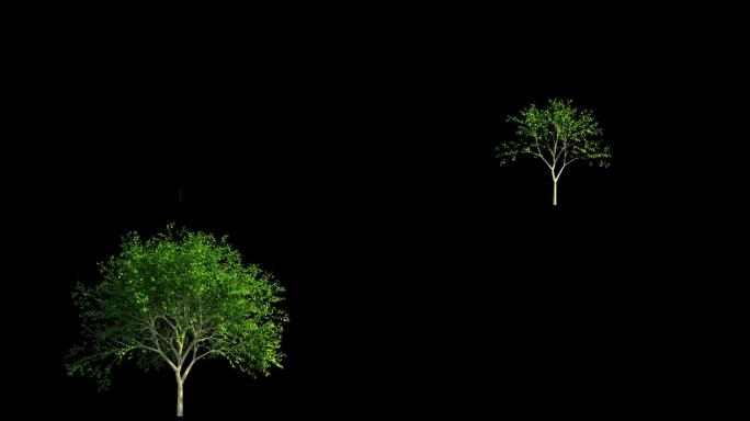 树生长过程动画2