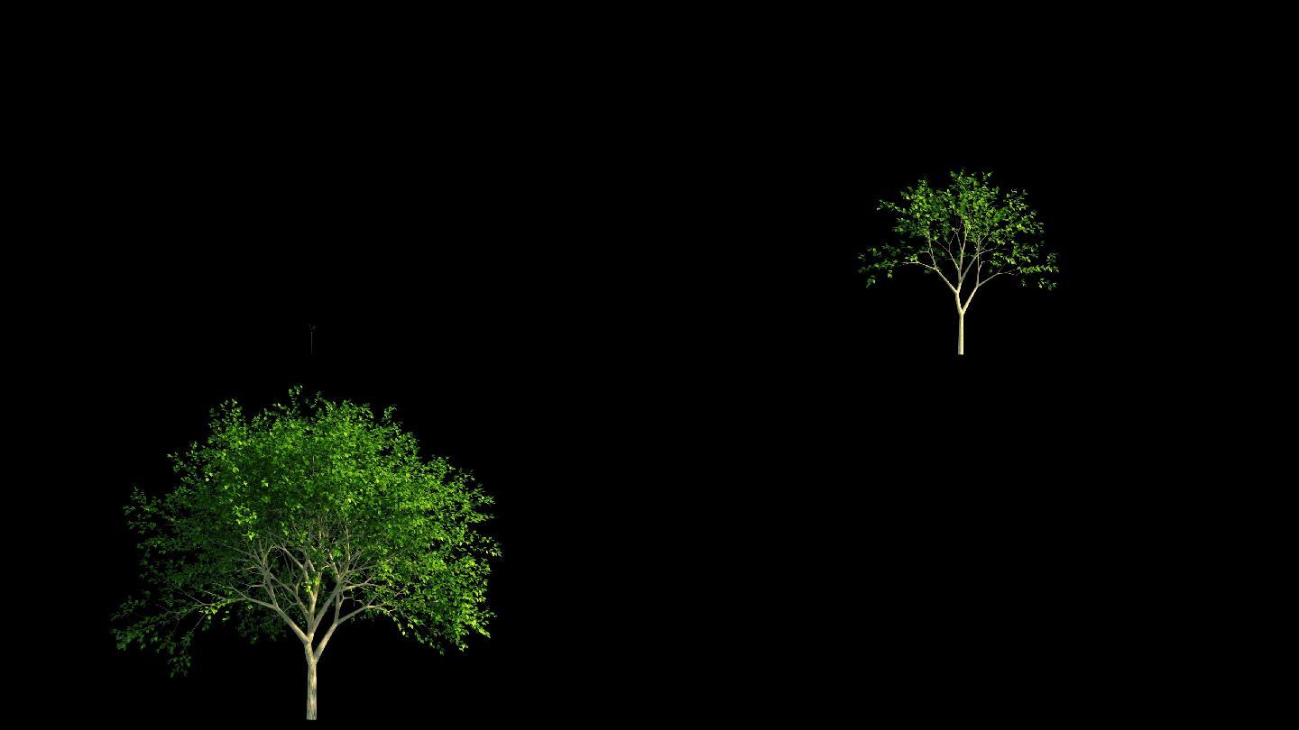 树生长过程动画2
