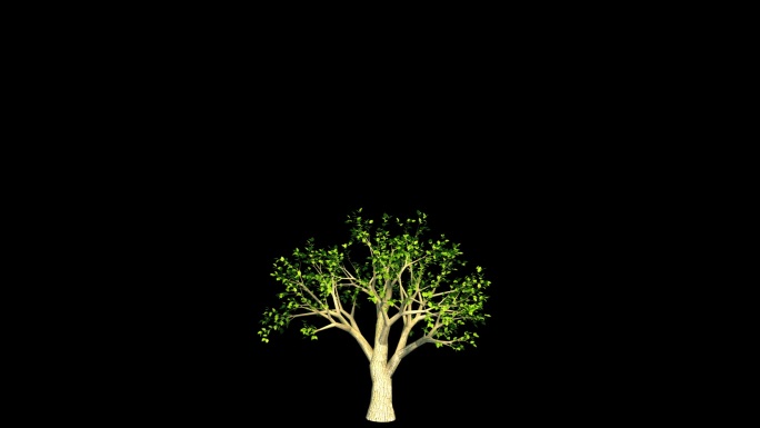 树生长过程动画