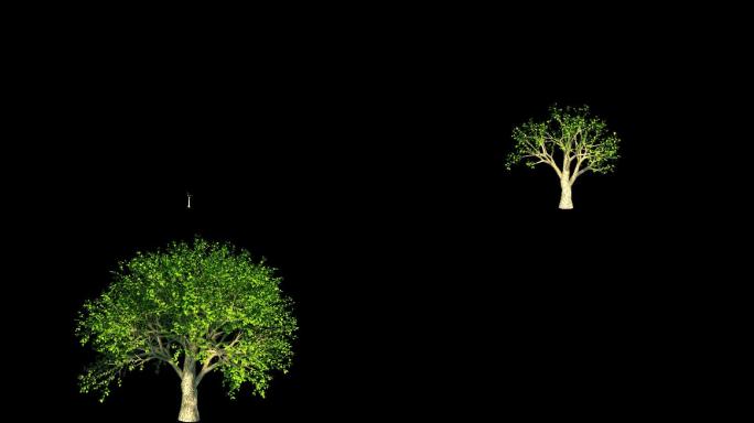 树生长过程动画