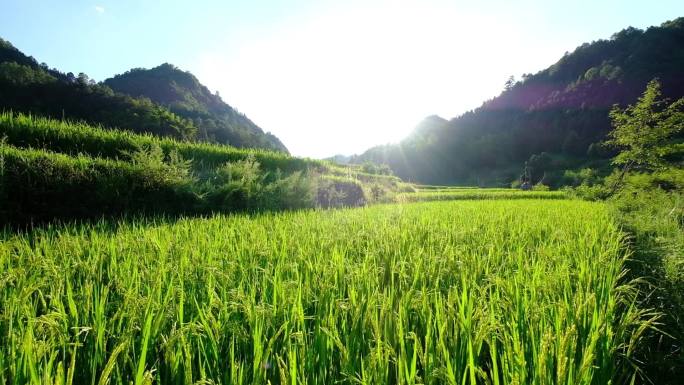 6秒客楼地莲稻田