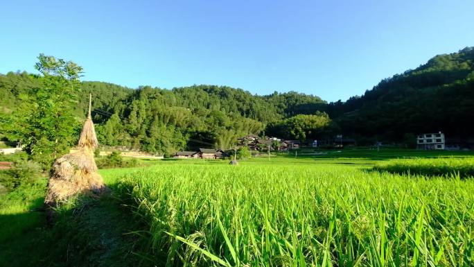 12秒客楼地莲农村