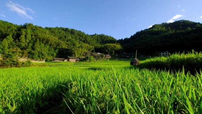 18.2秒客楼地莲水田