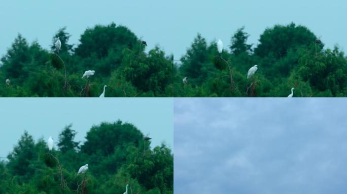 鹭鸶白鹭高帧率1080实拍