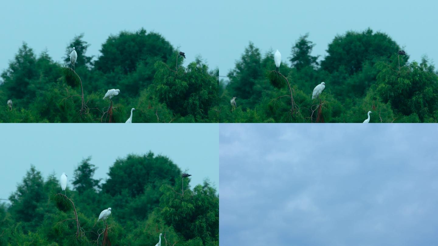 鹭鸶白鹭高帧率1080实拍