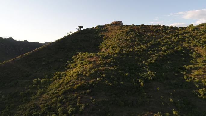 青山孤城苍松