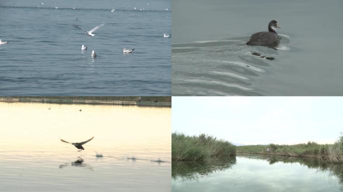乌梁素海快艇水鸟