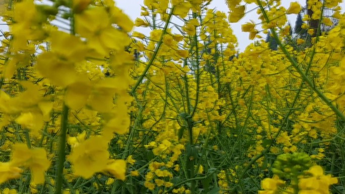 油菜花