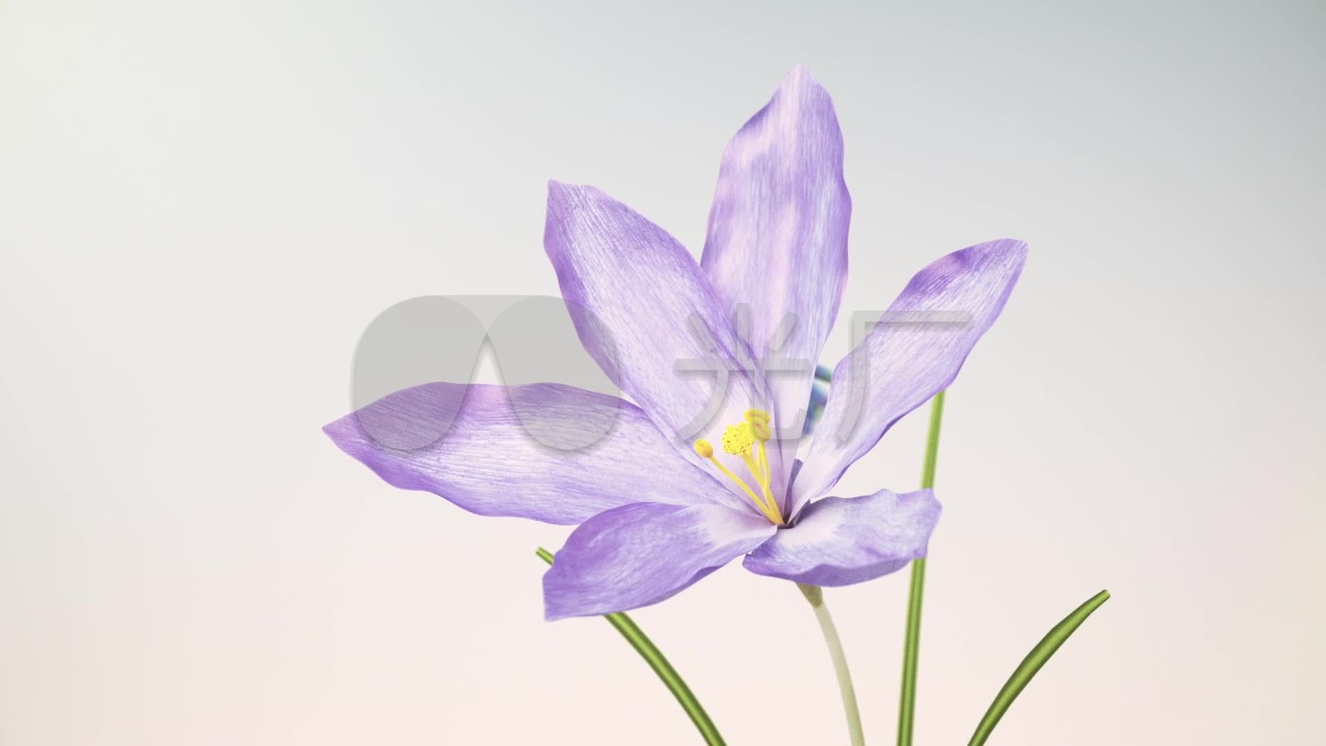 视频素材 舞台背景 抒情唯美 唯美花开四季百花齐放自然写实片头 来自