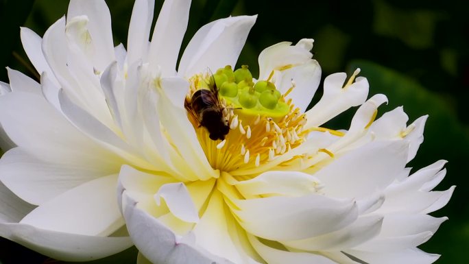 蜜蜂采蜜白莲花