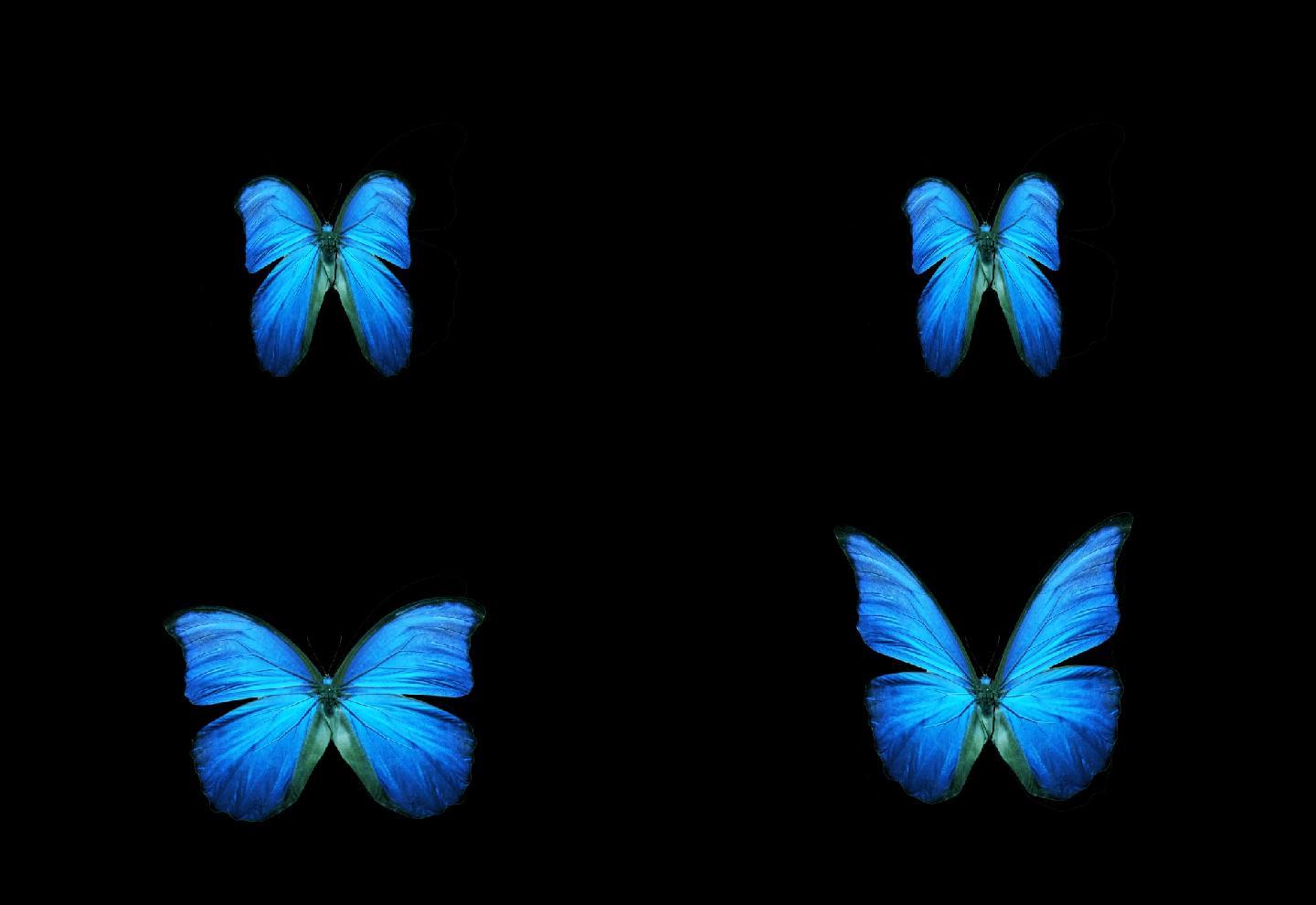 带通道蓝蝴蝶