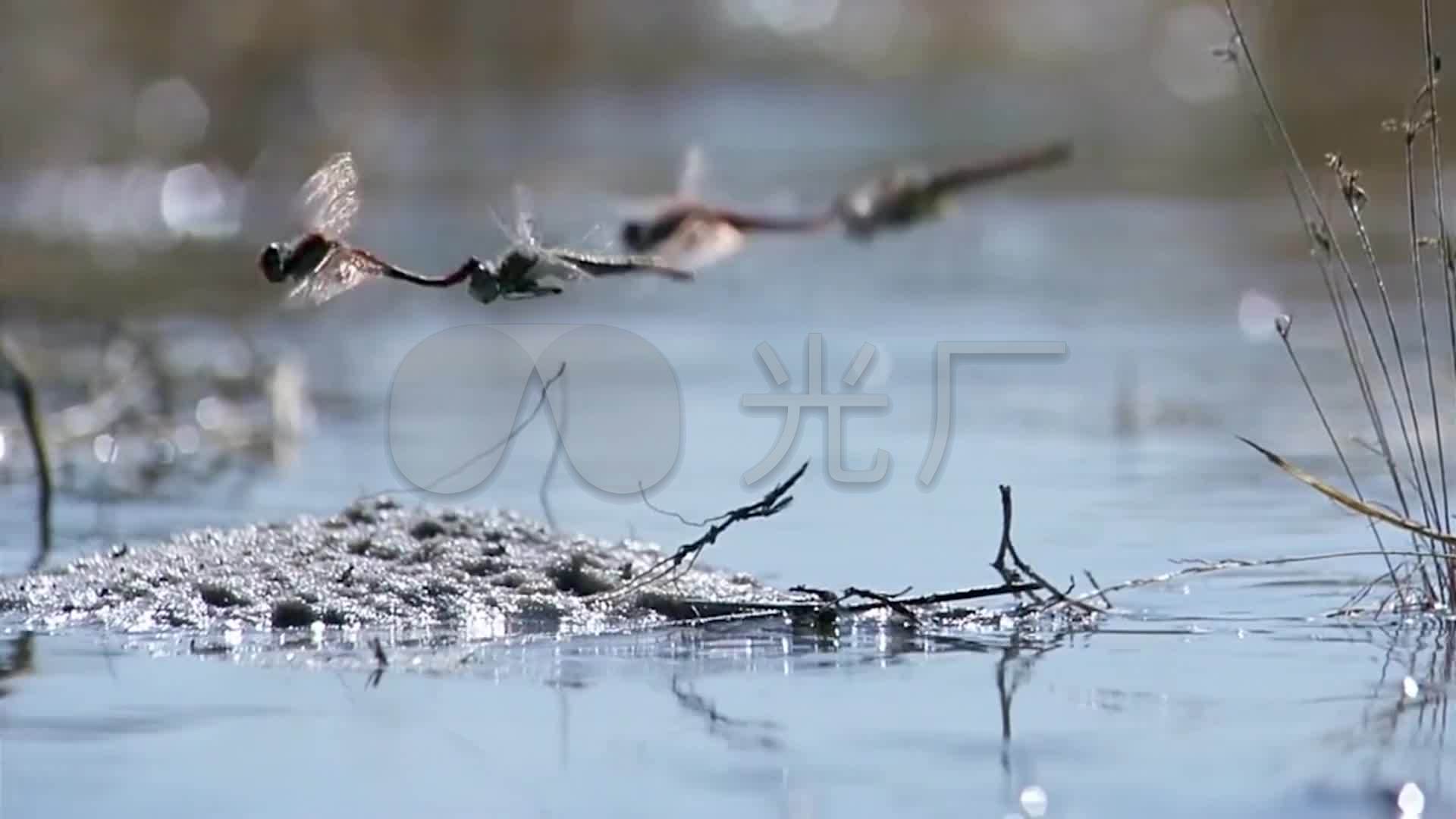 蜻蜓点水飞舞特写视频素材_昆虫繁殖