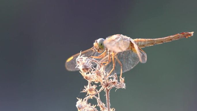 蜻蜓吃飞起的小虫虫伴有伯劳等鸟叫声