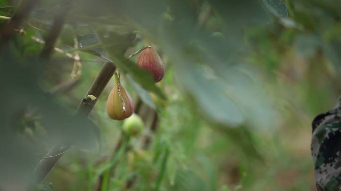 大棚无花果