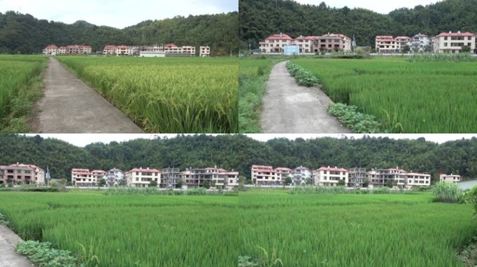 新农村建设绿色稻田