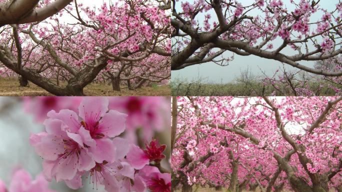 桃花林 小清新含苞待放春暖花开万物生长