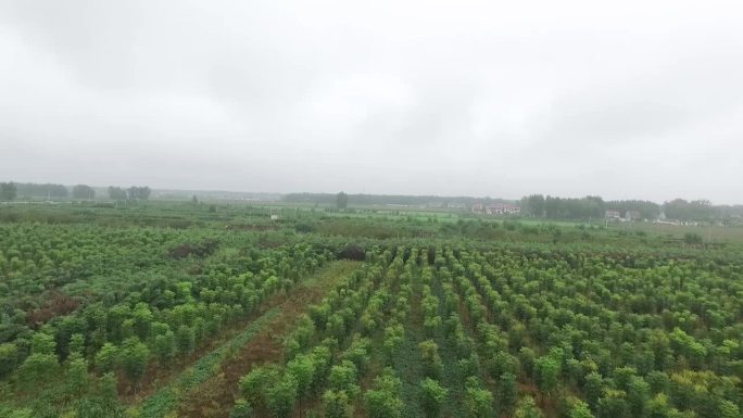 平地森林苗圃基地