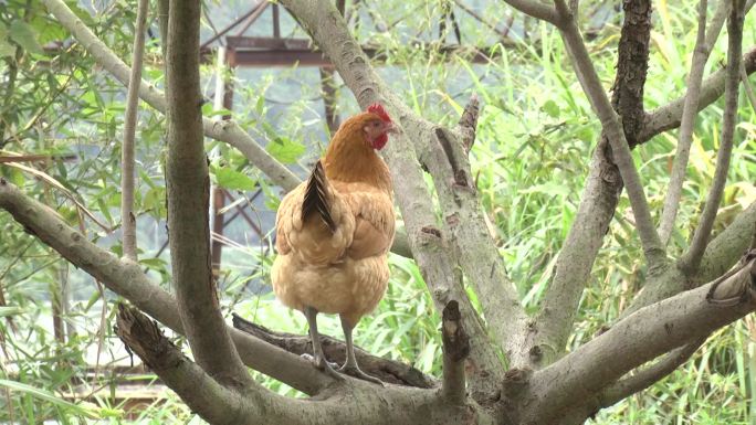 鸡畜牧业养殖业养殖山场土鸡养殖