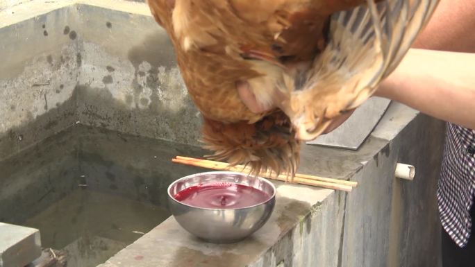 杀鸡手工杀鸡鸡血拔毛