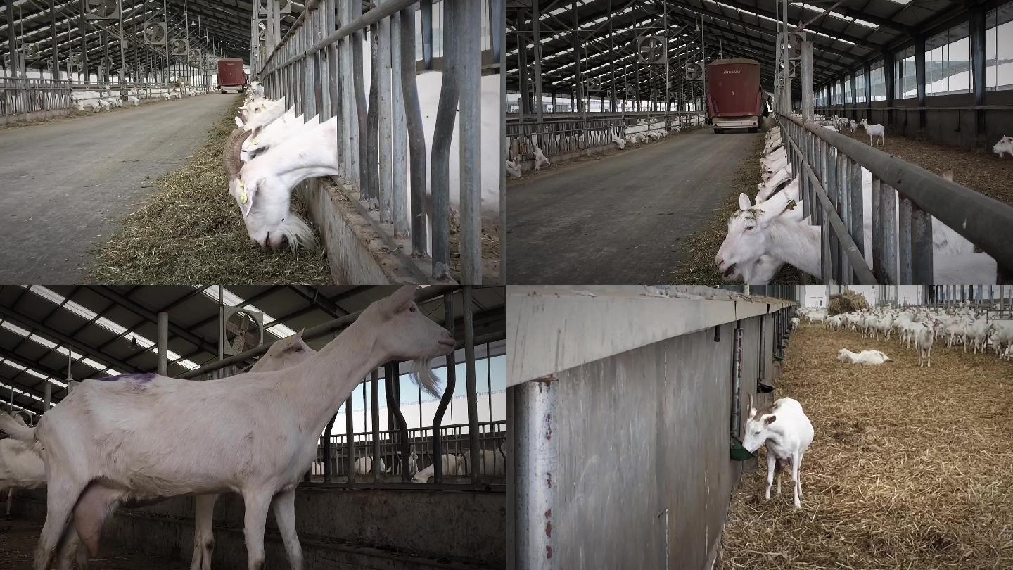 奶山羊养殖基地奶羊示范园牧场