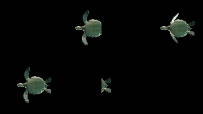 2K小海龟带通道
