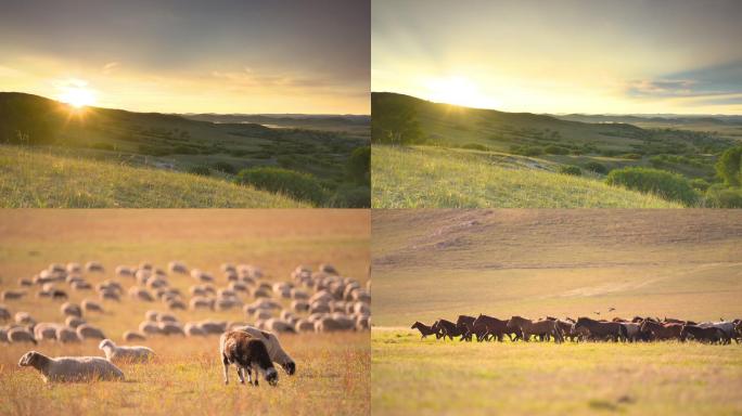 坝上草原实拍日出牧羊牧马风景视频素材