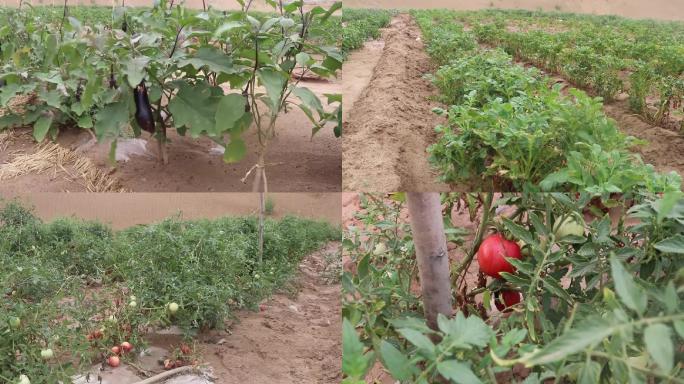 实拍西瓜、辣椒、西红柿、茄子等农作物种植