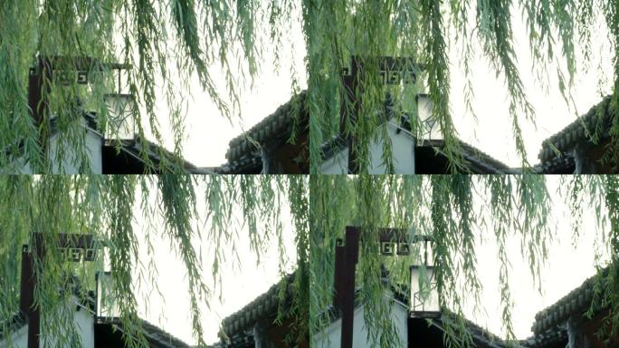 [实拍]江南水乡柳树镜头